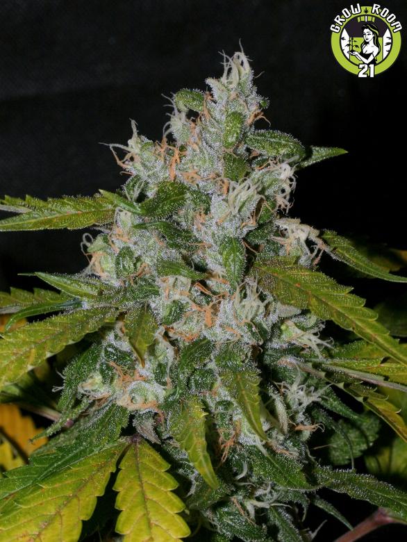 Bild von Sweet Chunk BX1