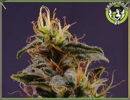 Bild von G13 Haze NYC Diesel 