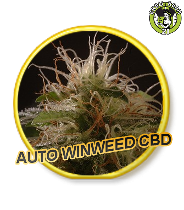 Bild von Auto WinWeed CBD