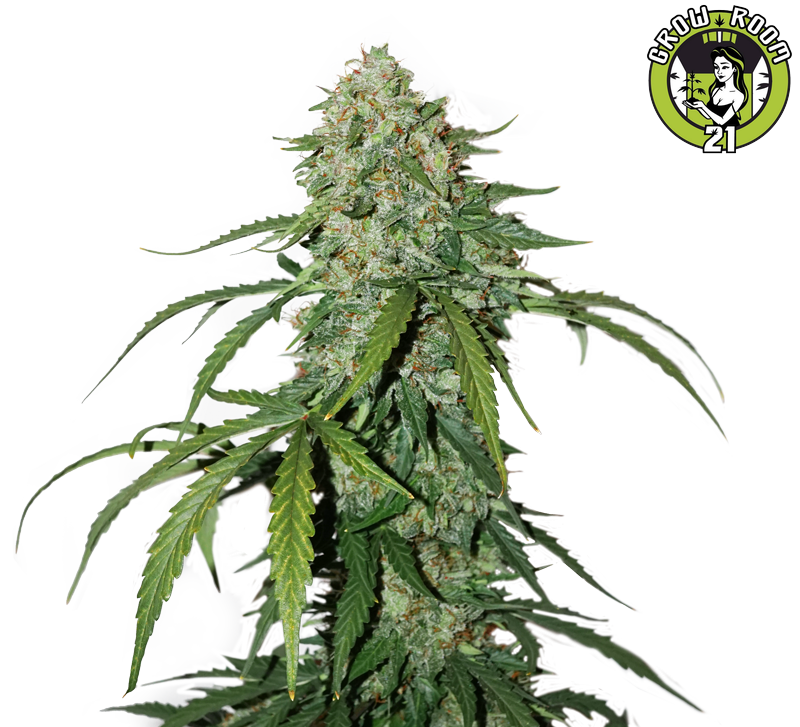 Bild von CBD 1:1 Silver Lime Haze Autoflower