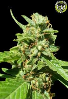 Bild von CBD Nepal Gold