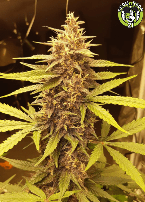 Bild von Cali Doctor CBD 1:1 Auto