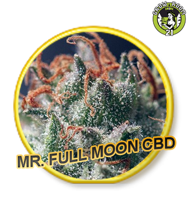 Bild von Full Moon CBD
