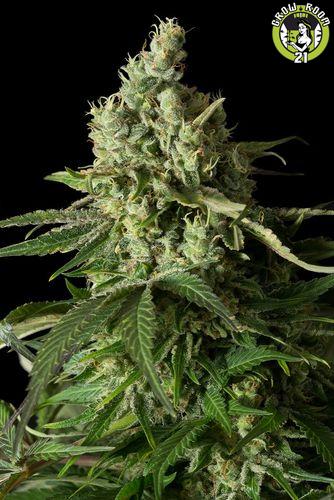 Bild von Moby Dick CBD