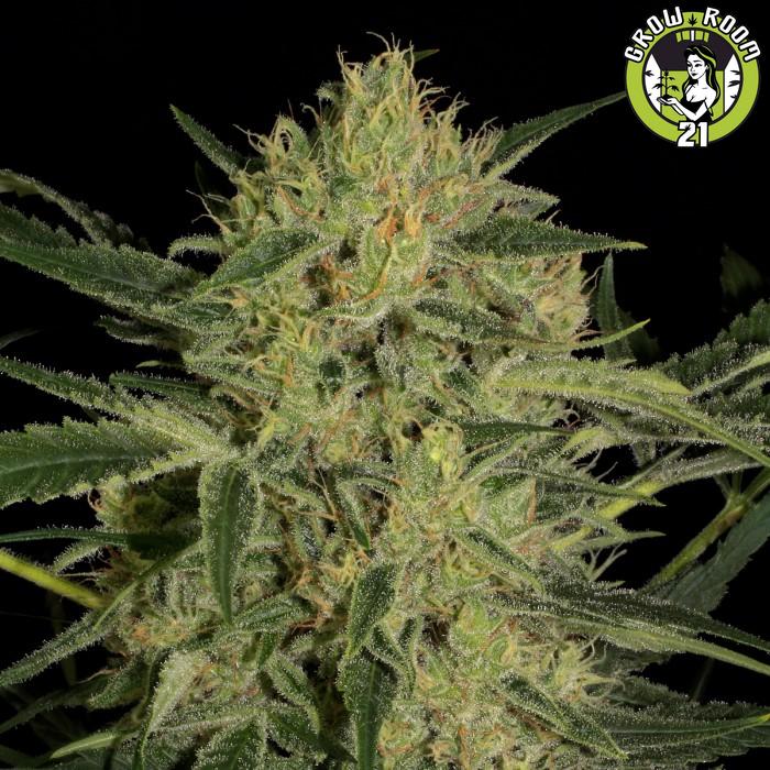 Bild von Nebula II CBD