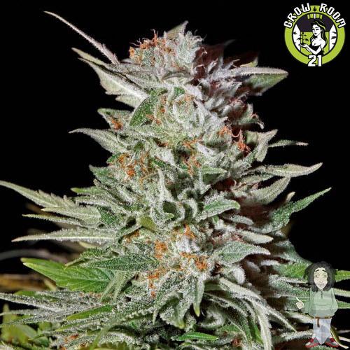 Bild von Quebec High CBD