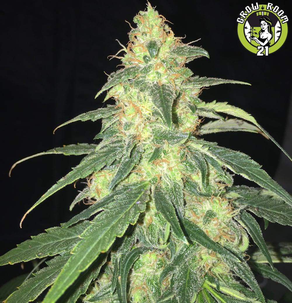 Bild von S.A.G.E. CBD