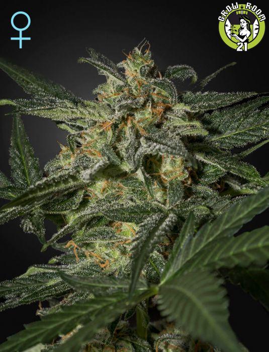 Bild von White Widow Automatic CBD