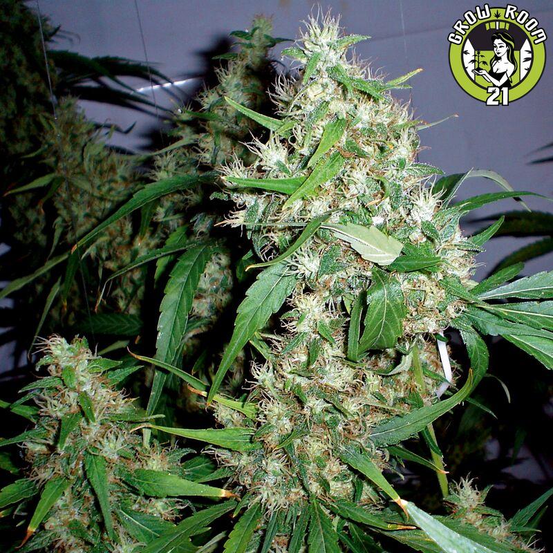 Bild von Critical Fast Bud Auto
