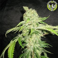 Bild von Auto Northern Lights