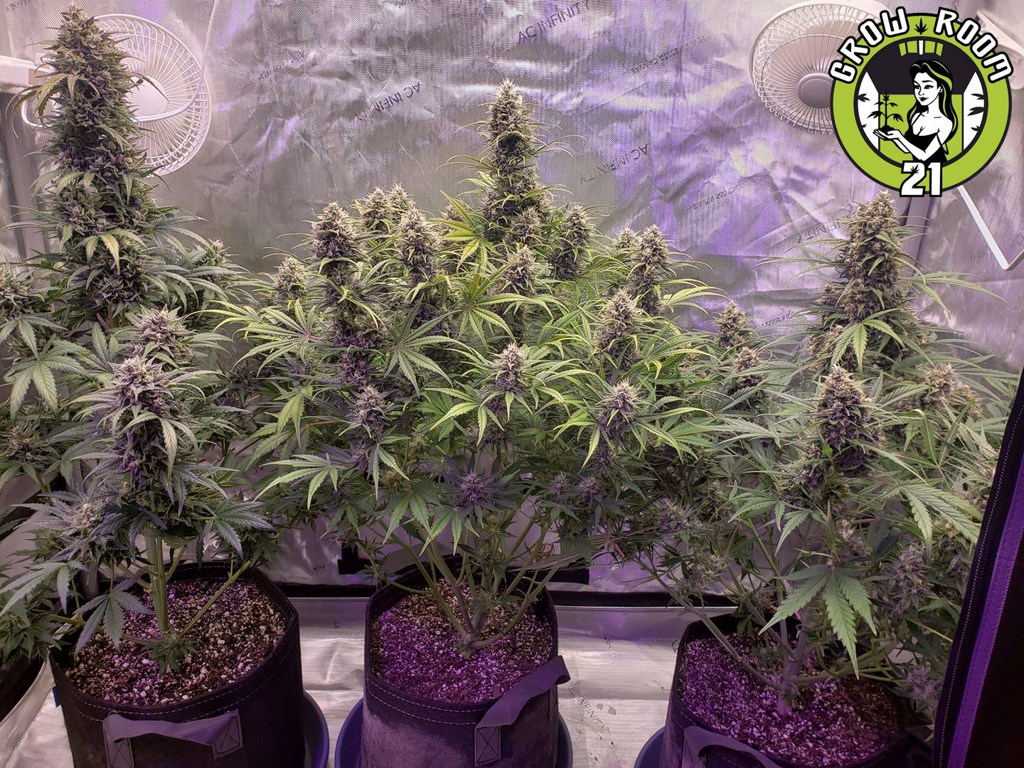Bild von Strawberry Cheesecake Auto V2
