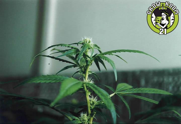 Bild von Sweet Sativa Special