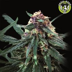 Bild von Auto Purple