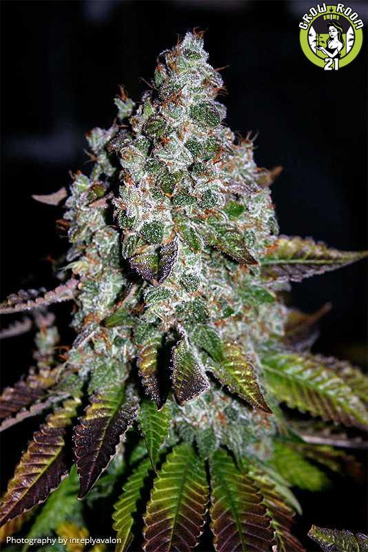 Bild von Strawberry Diesel Kush