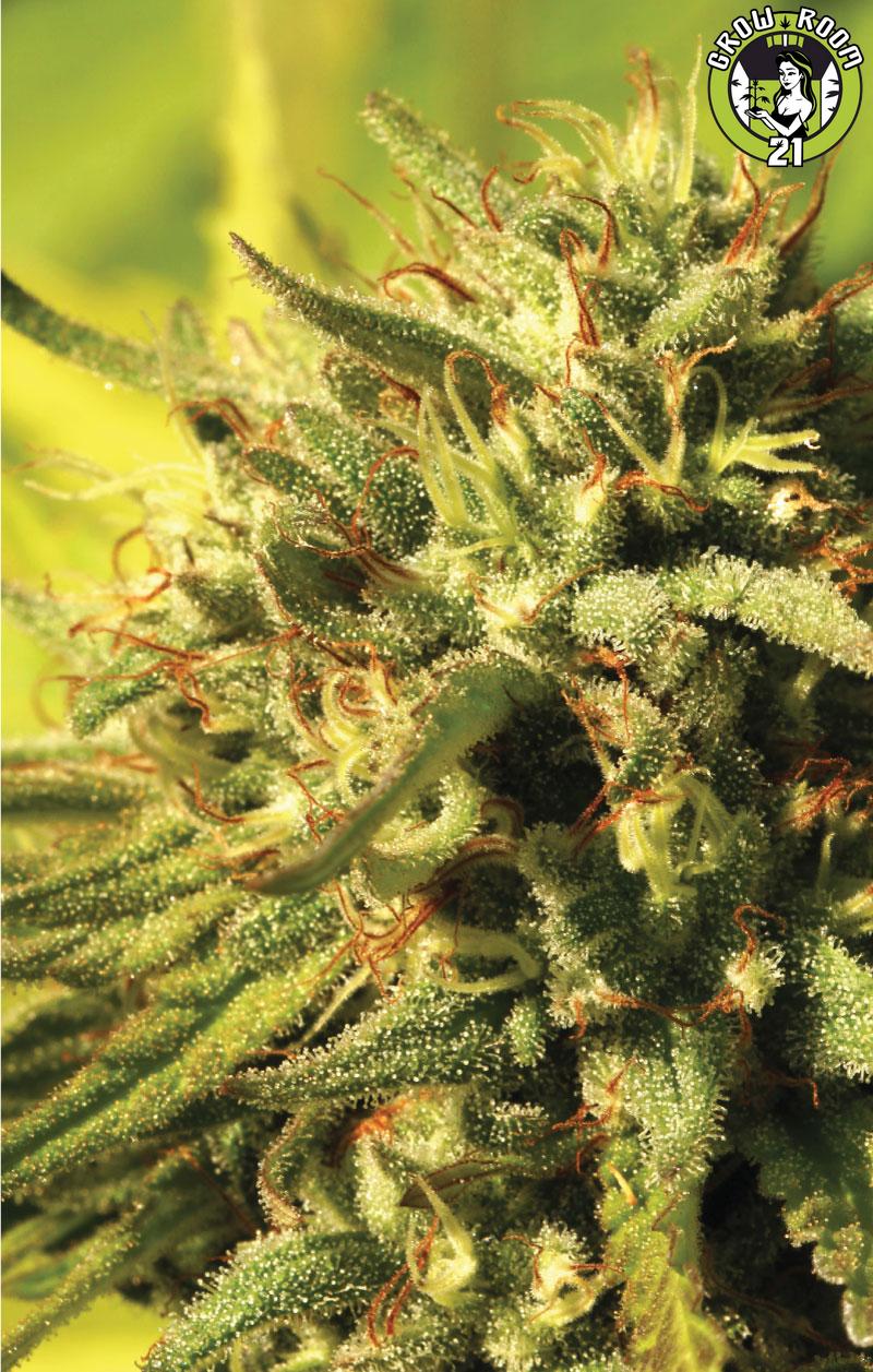 Bild von Jack Herer