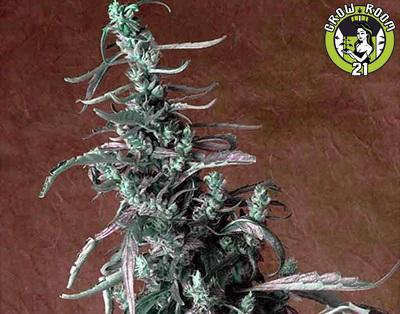 Bild von Haze Kush