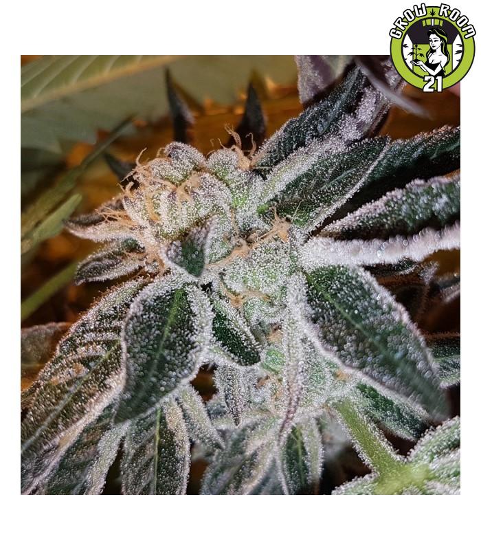 Bild von Strawberry Jones Cookies