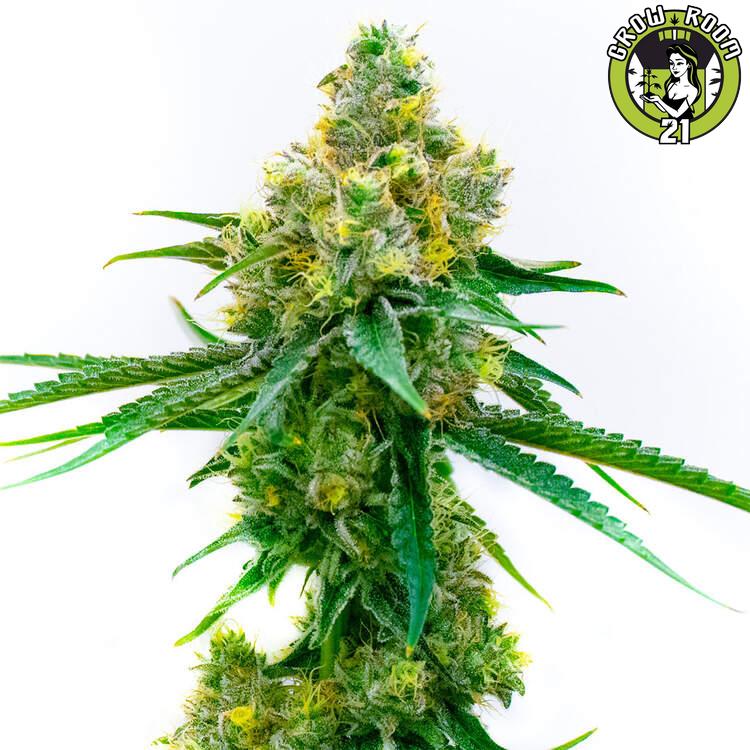 Bild von CBD Harlequin