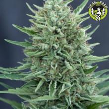 Bild von CBD MedGom Auto