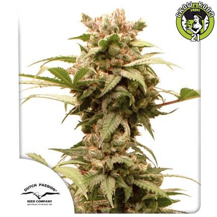 Bild von CBG-Force Auto