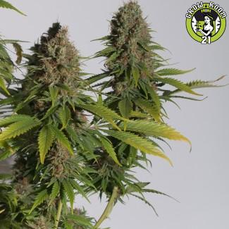 Bild von Hawaiian Haze