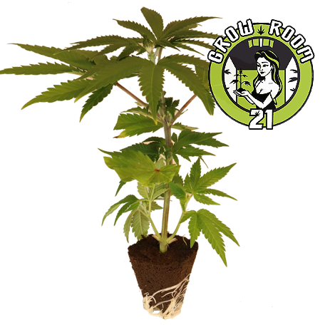 Bild von Chronic