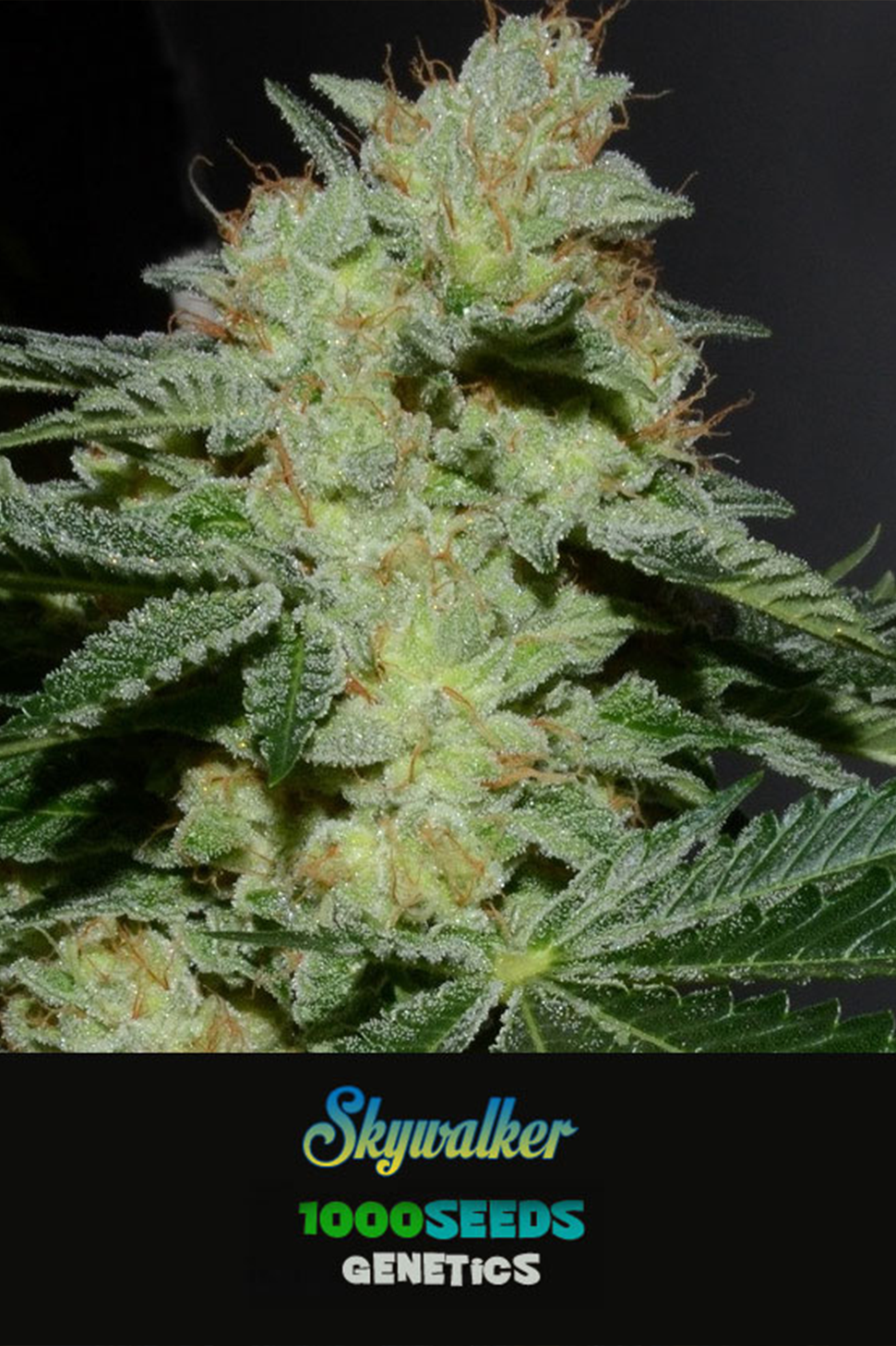 Bild von Skywalker