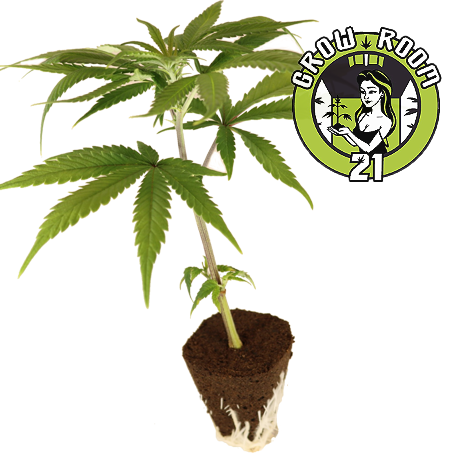 Bild von White Russian