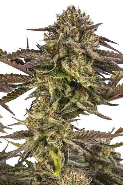 Bild von Zombie Kush
