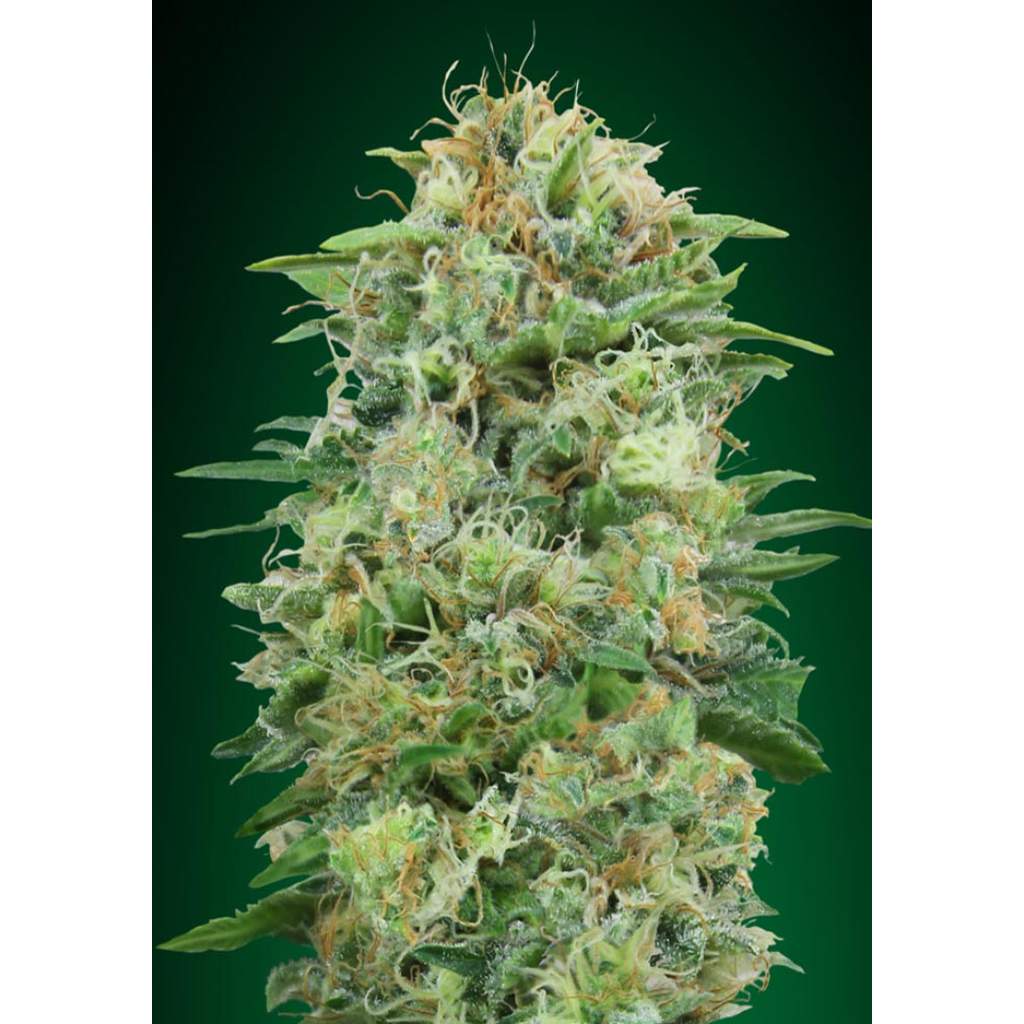 Bild von White Widow CBD