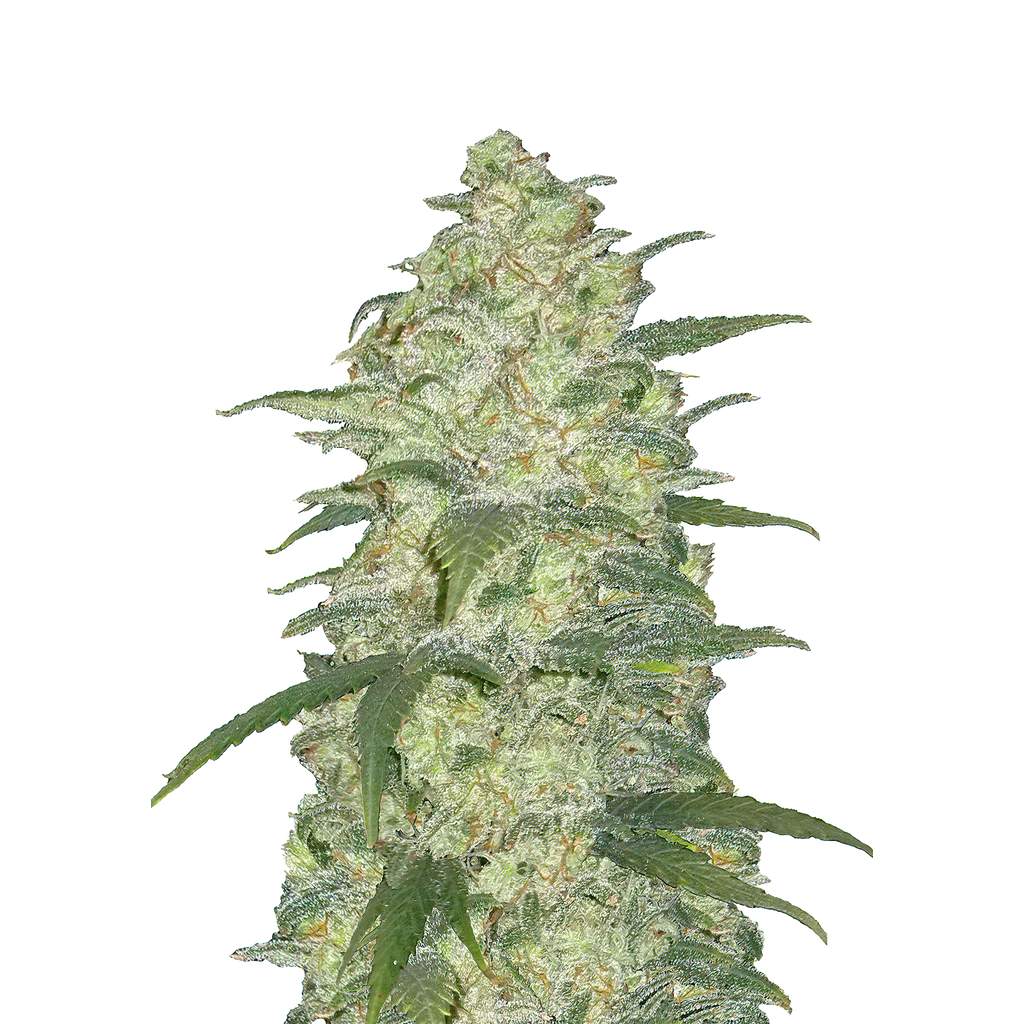 Bild von Original Auto White Widow