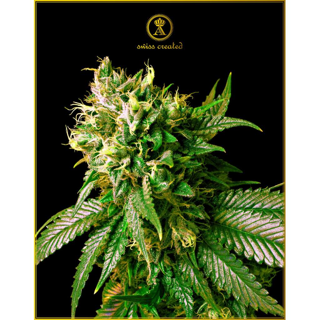 Bild von Strong Skunk