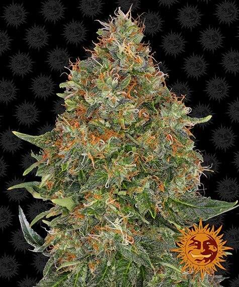 Bild von Pineapple Express Auto