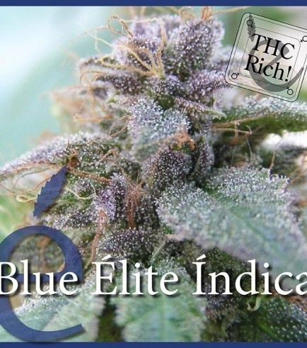 Bild von Blue Elite Indica