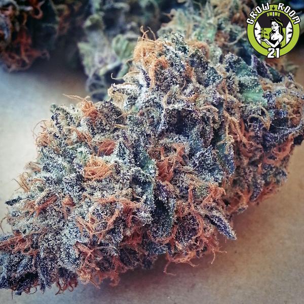 Bild von Ultimate Purple