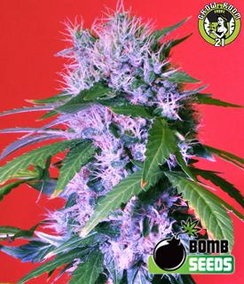 Bild von Berry Bomb