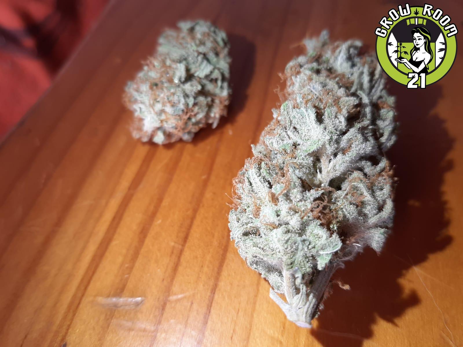 Bild von Toxic Cherry Bomb