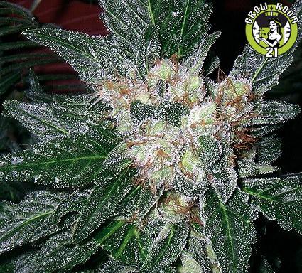 Bild von Violator Kush