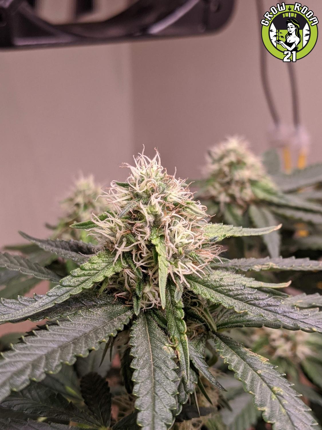 Bild von Zombie Punch