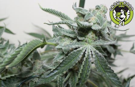 Bild von Grape Stomper BX2
