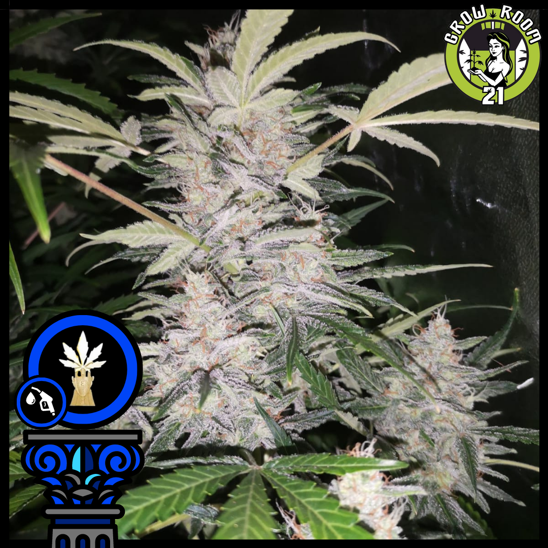 Bild von Auto Bruce Banner