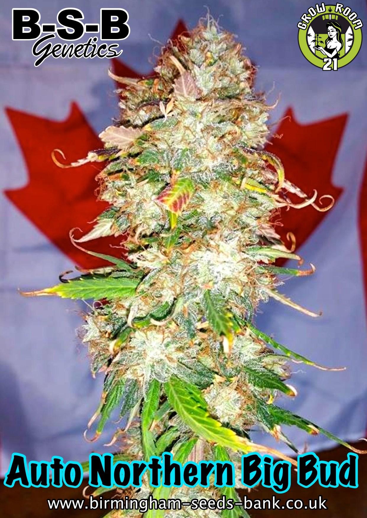 Bild von Auto Northern Big Bud