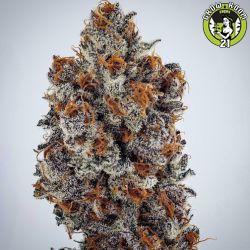 Bild von Banana Hammock