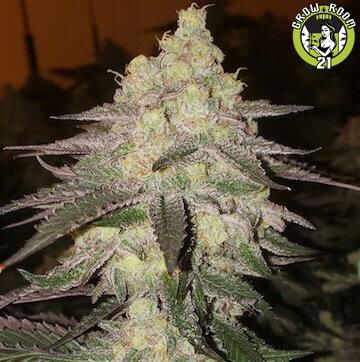 Bild von Banana Daddy Auto