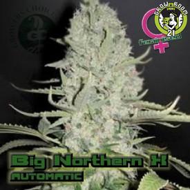 Bild von Big Northern Autoflowering