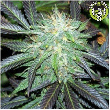 Bild von Black Domina Auto