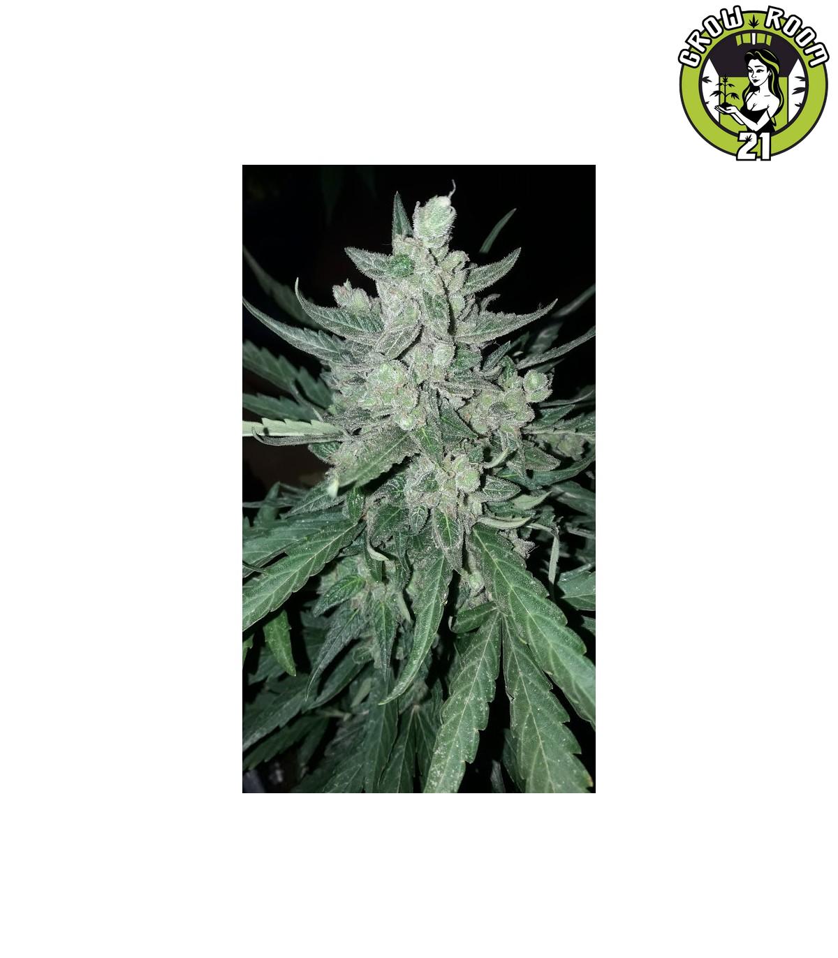 Bild von Black Domina Auto XXL