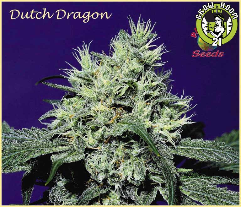 Bild von Dutch Dragon