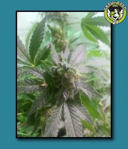 Bild von Black Fire Cookies