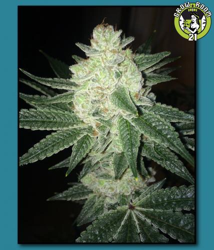 Bild von Black Gorilla